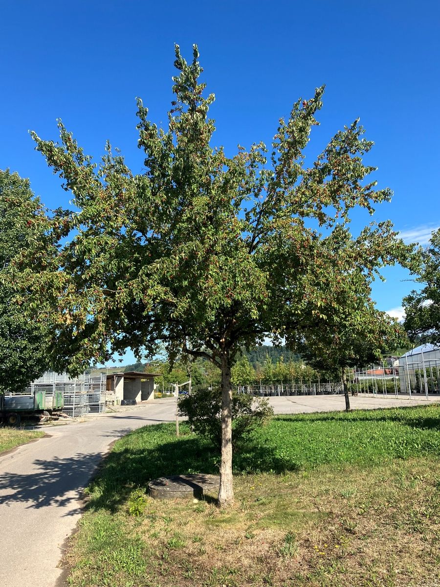 Tierlibaum