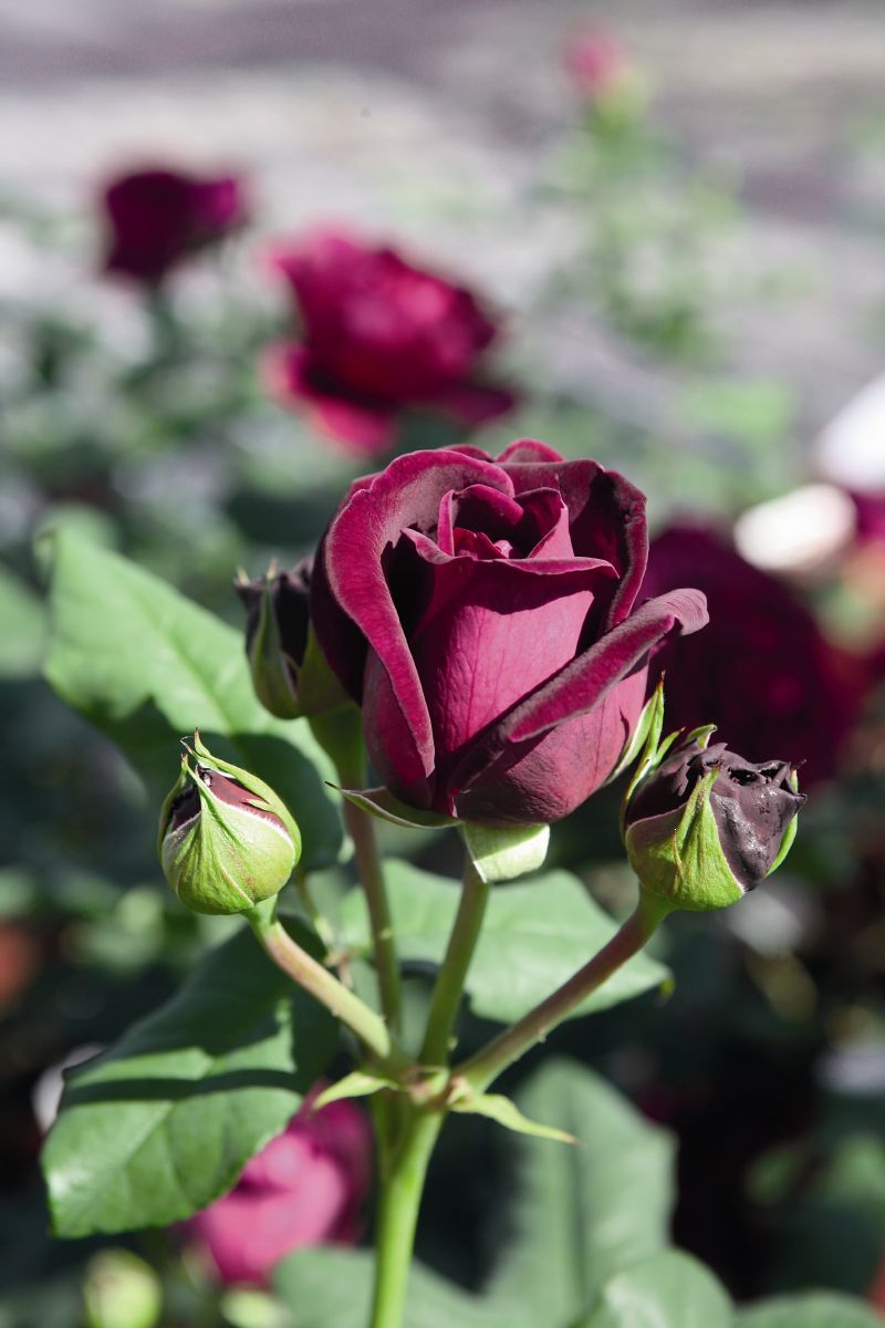 Gräfin von Hardenberg® Romantische Rose (Strauchrose, sehr starker Duft) Gräfin von Hardenberg® Romantische Rose (Strauchrose, sehr starker Duft)