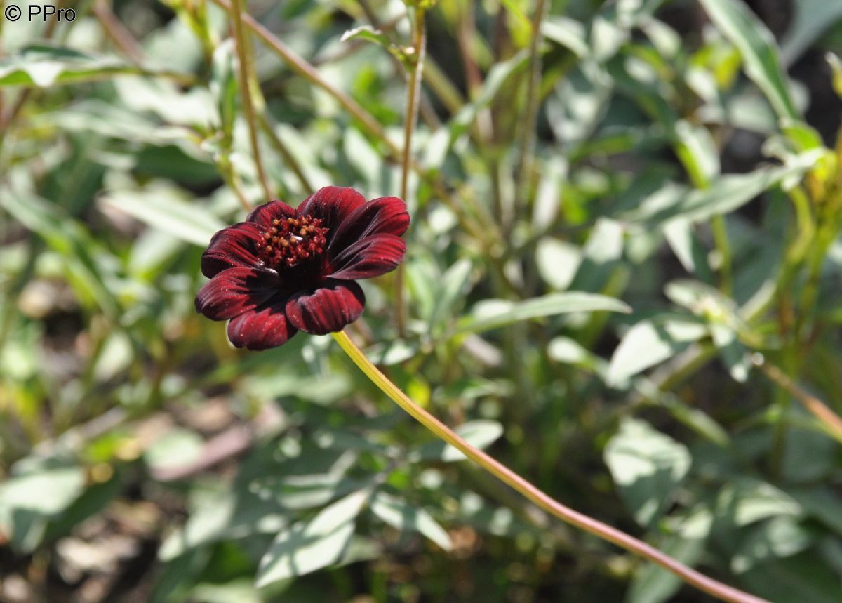 Schokoladenblume