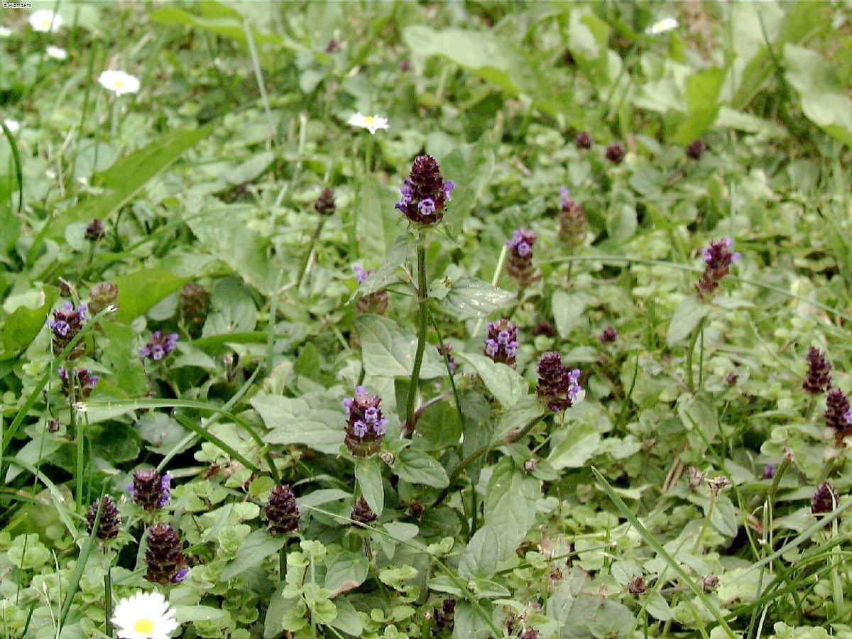 Kleine Braunelle Kleine Braunelle