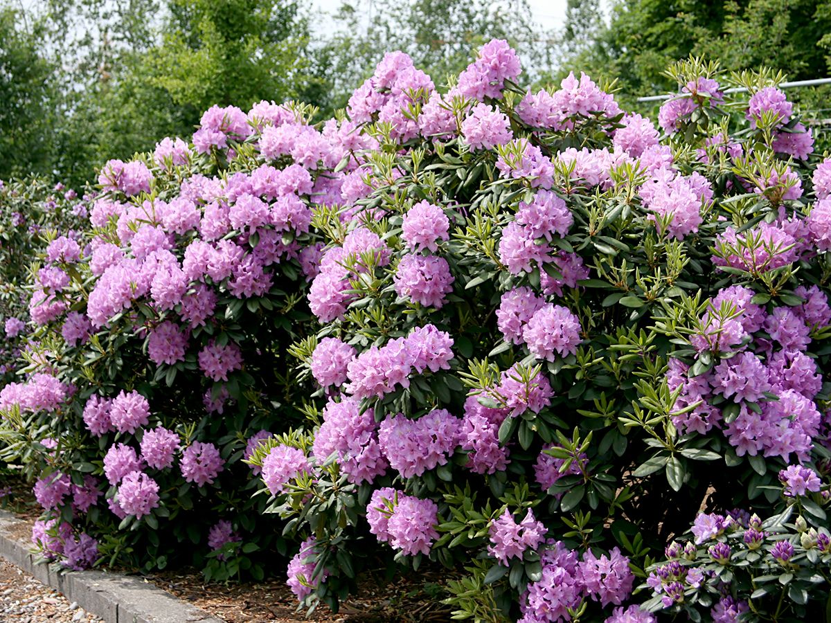 Rhododendron Catawbiense Grandiflorum