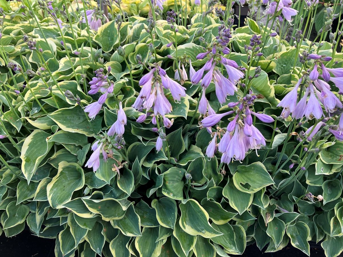 Hosta, Funkie Toy Soldier