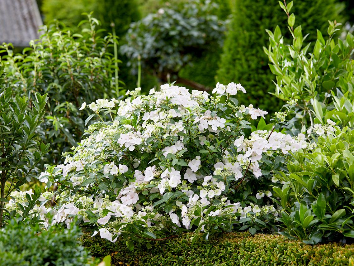 Girlandenhortensie Runaway Bride® Girlandenhortensie Runaway Bride®