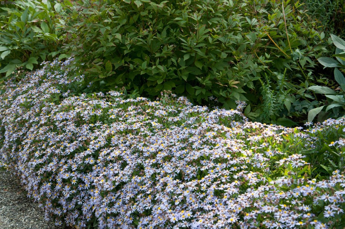 Aster Adustus Nanus