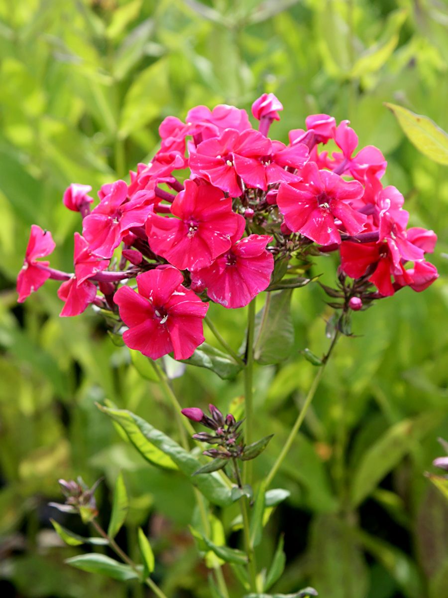 Flammenblume Riding Hood Flammenblume Riding Hood