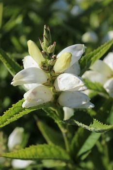 Schildblume Alba