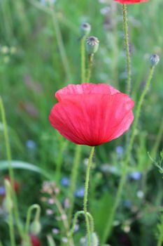 Klatschmohn Klatschmohn