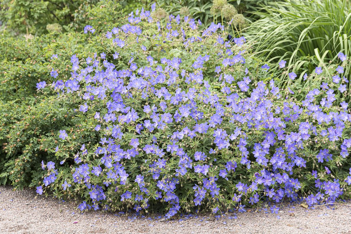 Storchschnabel Brookside
