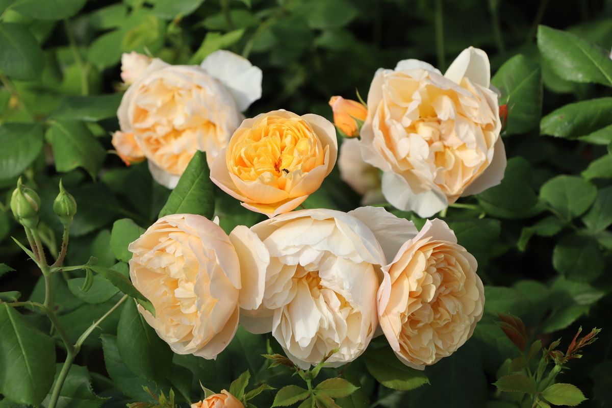 Rose Roald Dahl® Englische Strauchrose