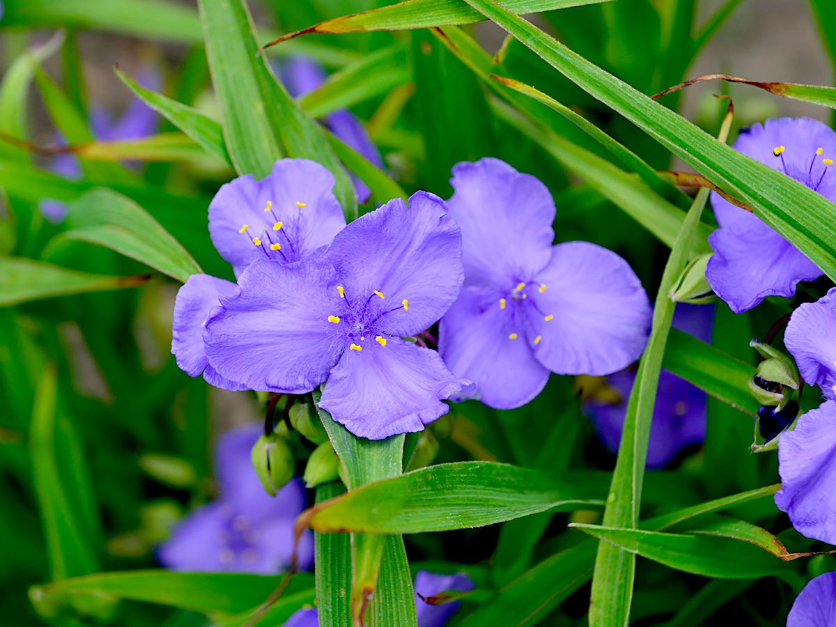 Dreimasterblume Leonora