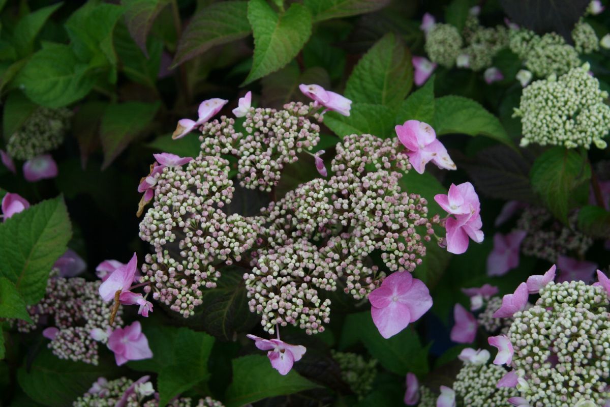 Gartenhortensie Twist-n-Shout®