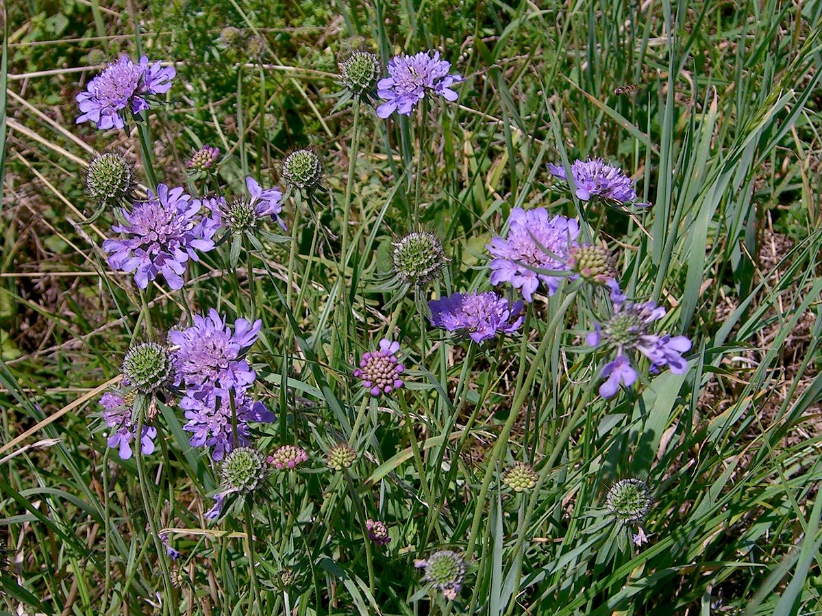 Taubenskabiose