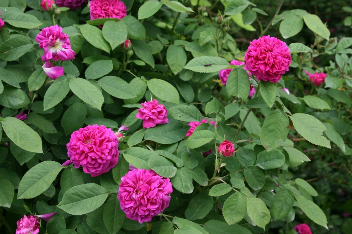 Rose de Resht Strauchrose (Damaszener Rose, anspruchslos, leichter Duft)
