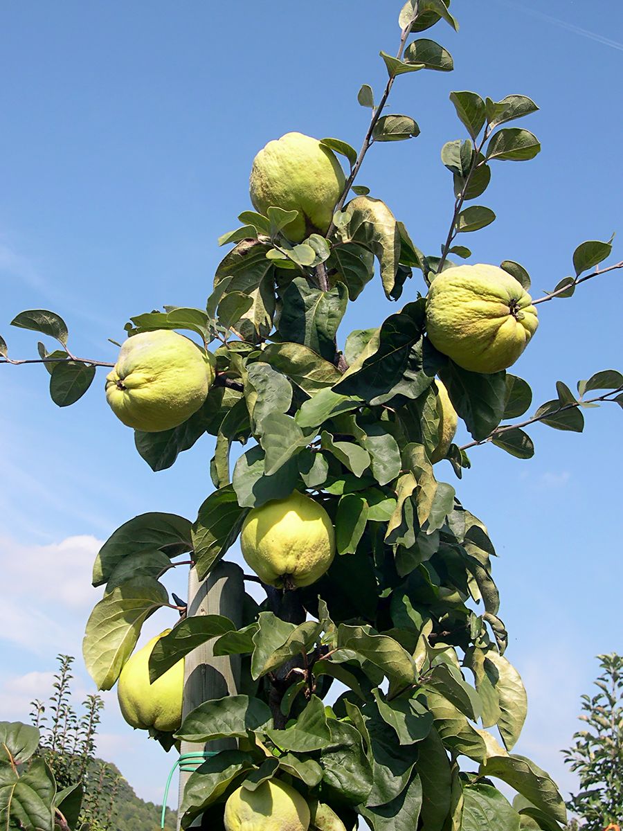 Ronda Quitte (anspruchslos) Ronda Quitte (anspruchslos)