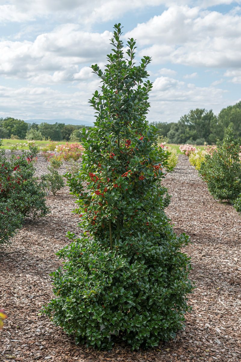 Stechpalme Heckenfee® Stechpalme Heckenfee®