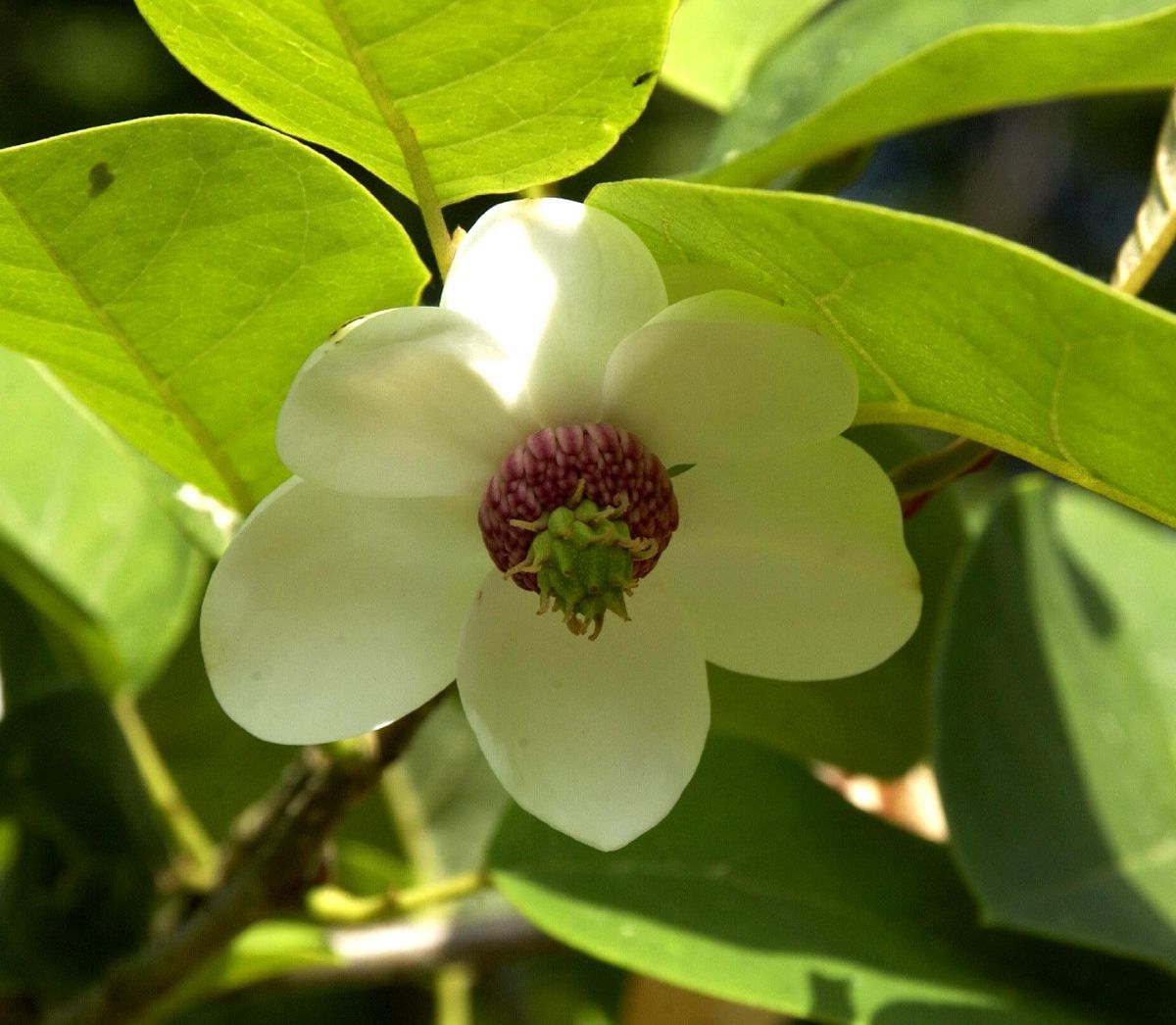 Sommermagnolie
