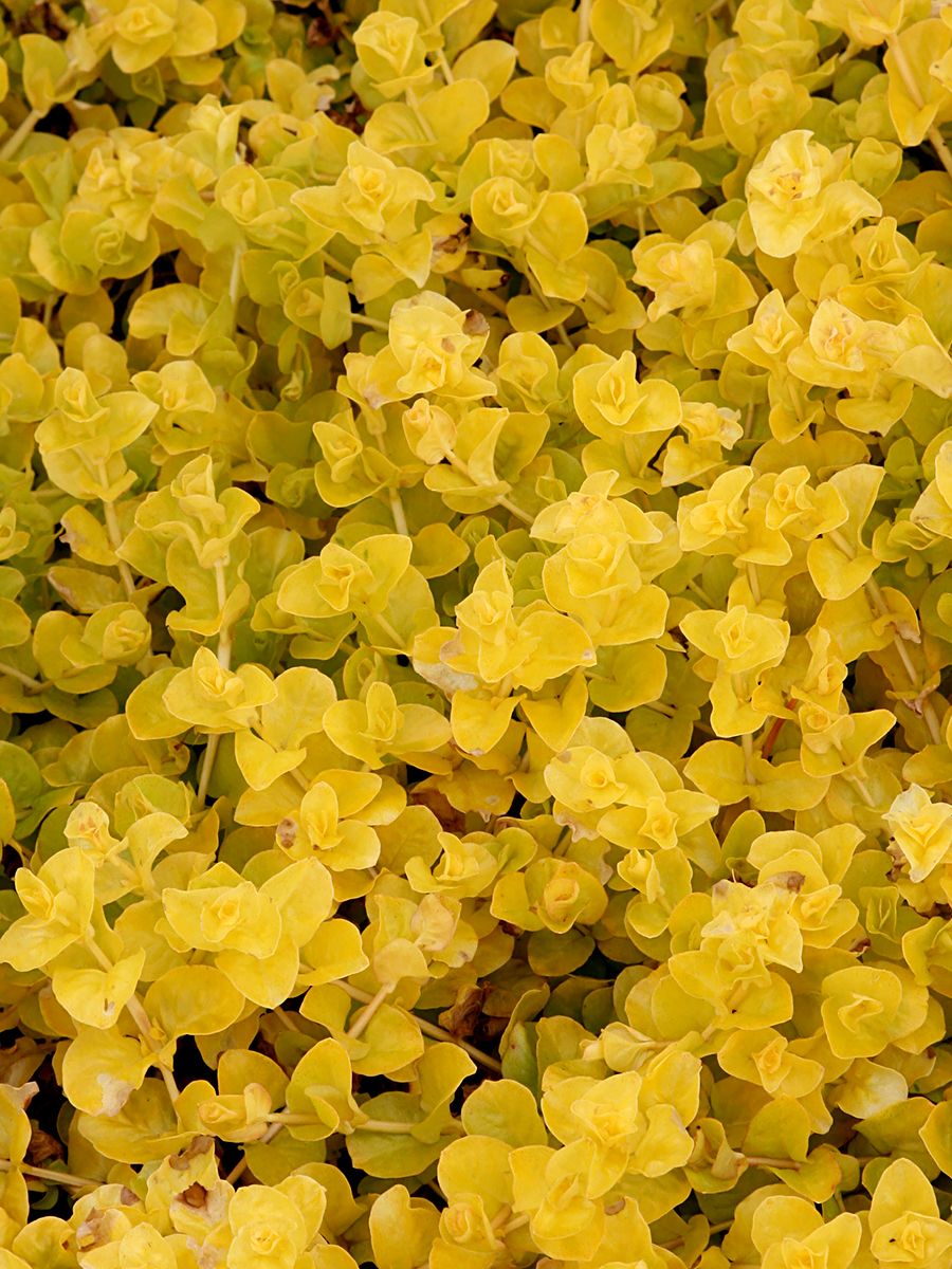 Pfennigkraut Aurea