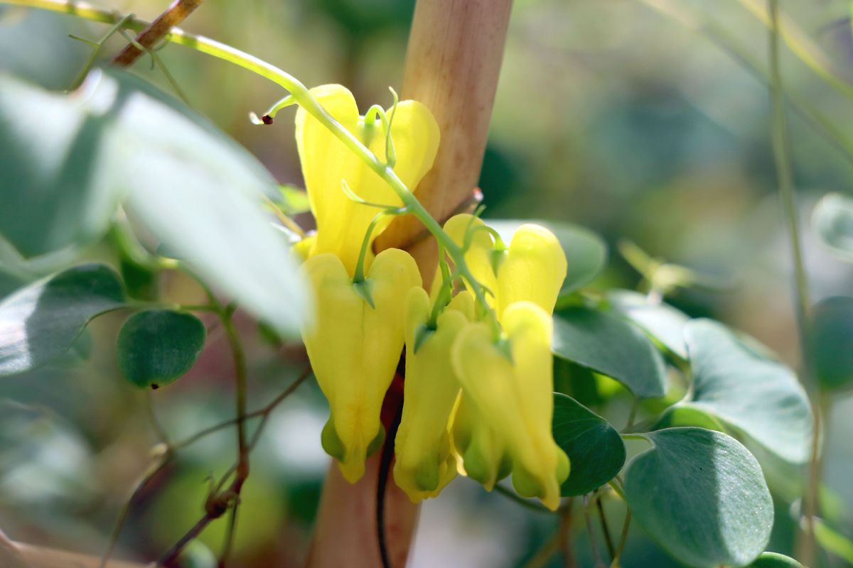 Kletterndes Frauenherz