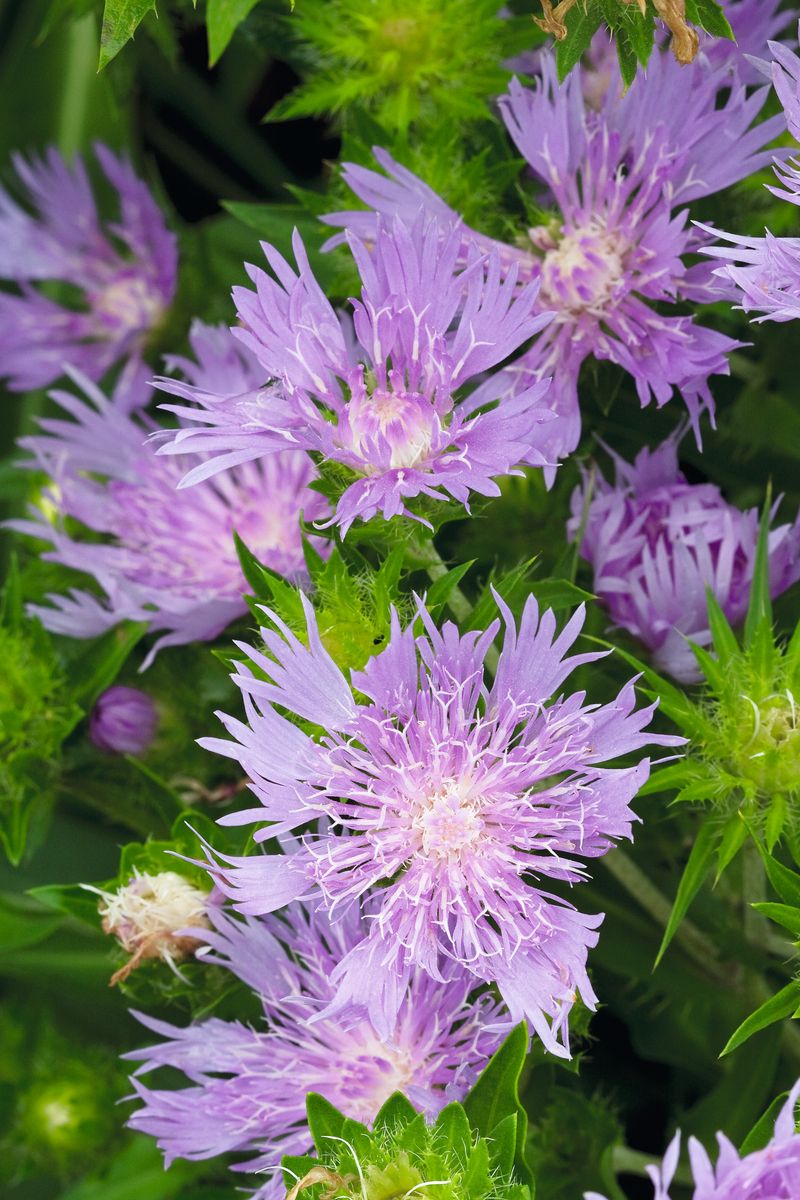 Kornblumenaster Peachie's Pick