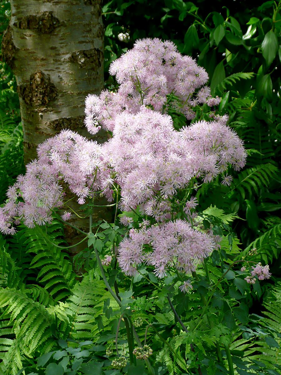 Akeleiblättrige Wiesenraute, Amstelraute Akeleiblättrige Wiesenraute, Amstelraute