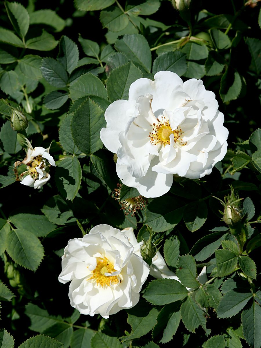 Semiplena Strauchrose (anspruchslos, leichter Duft, Hagebutten)