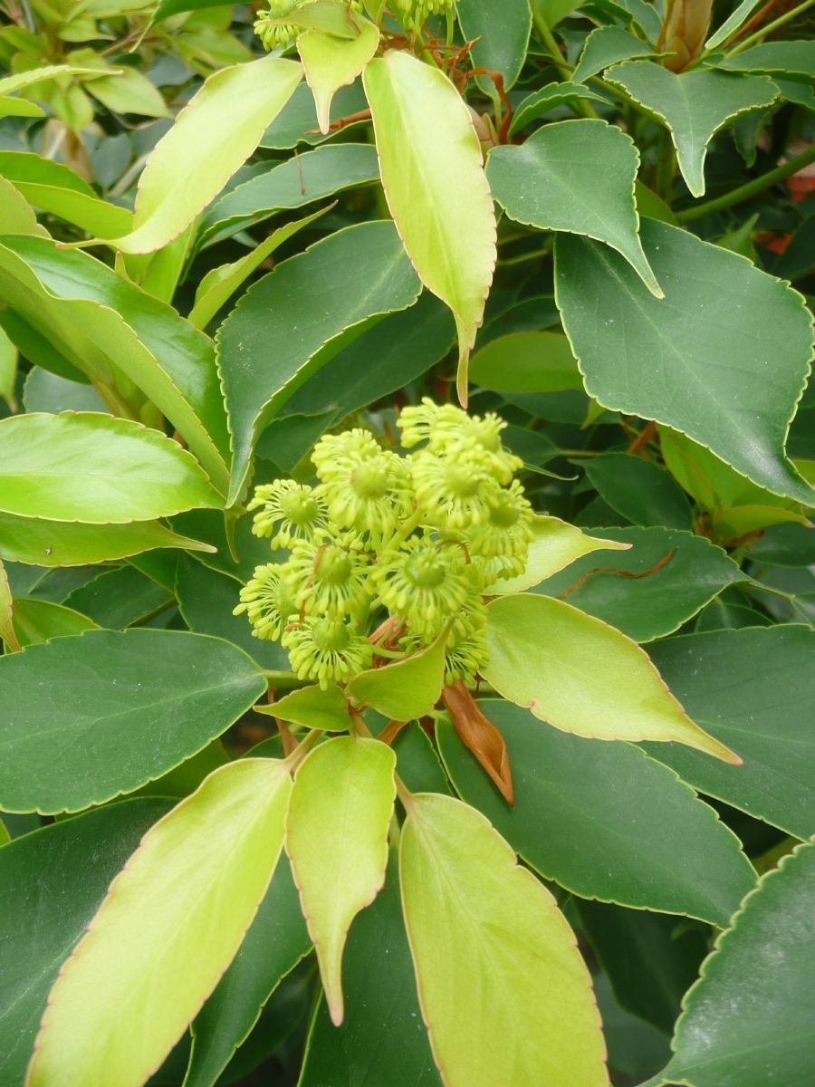 Radbaum