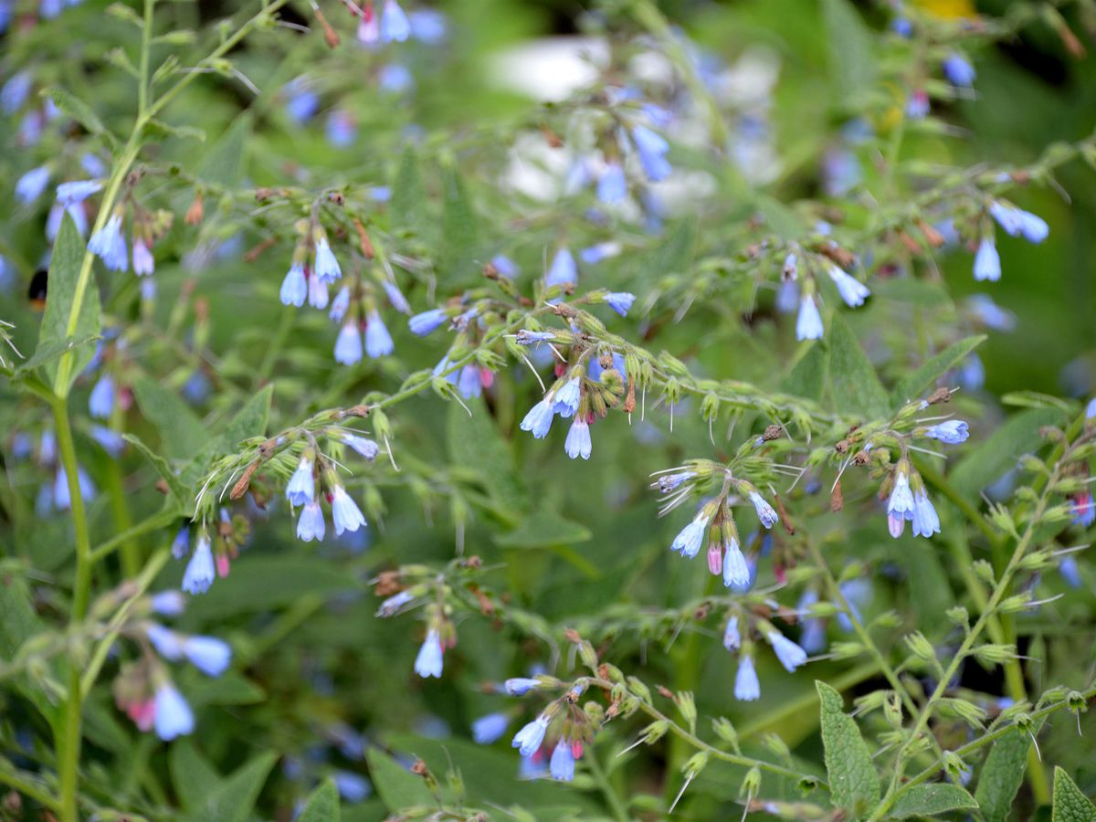 Blauer Beinwell