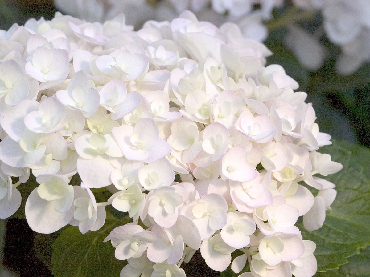 Gartenhortensie The Bride® Gartenhortensie The Bride®