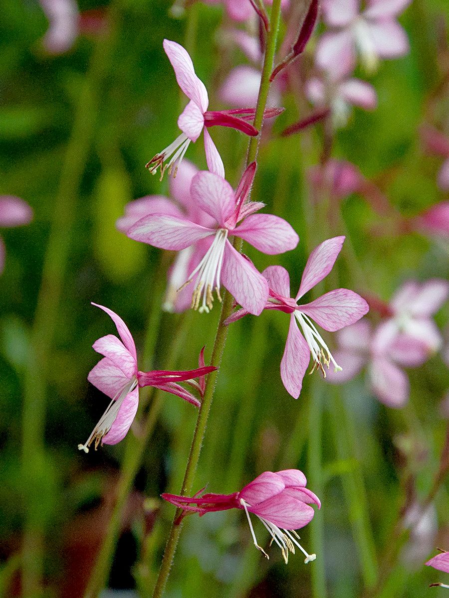 Prachtkerze Rosy Jane
