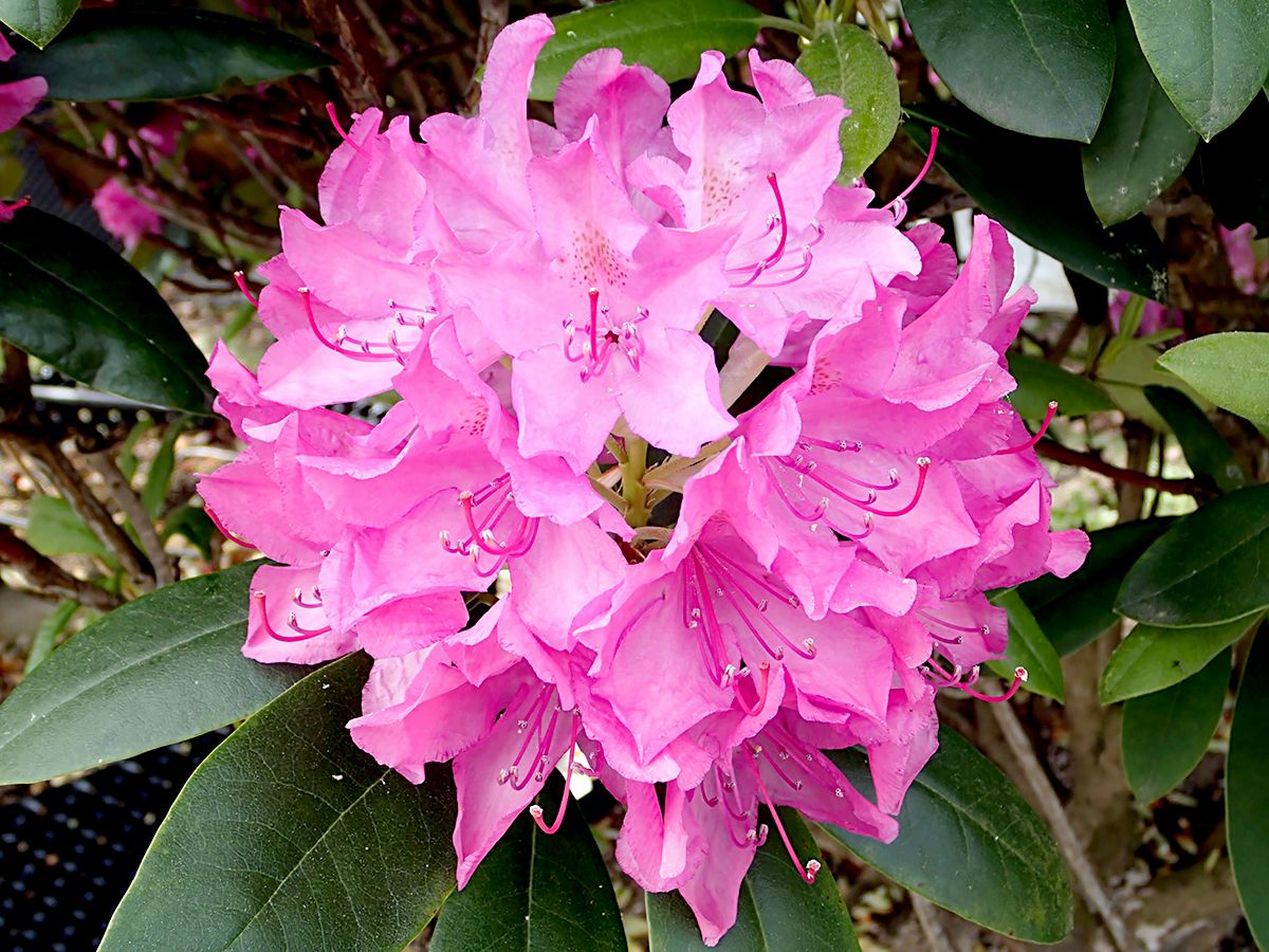 Rhododendron Roseum Elegans