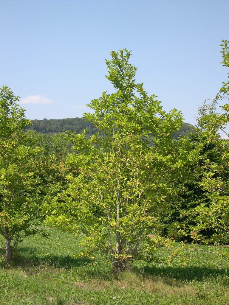 Baumartige Sternmagnolie Merrill Baumartige Sternmagnolie Merrill