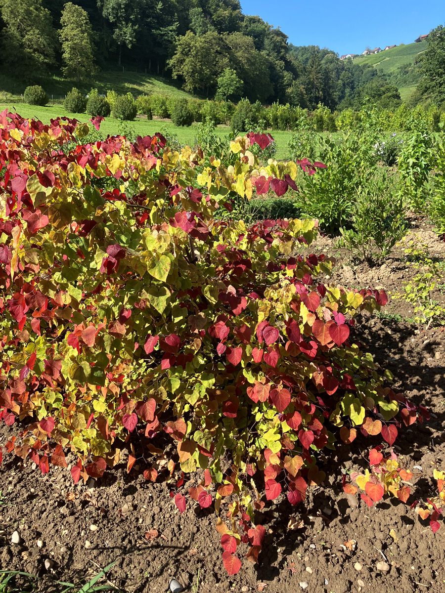 Kanadischer Judasbaum Eternal Flame®