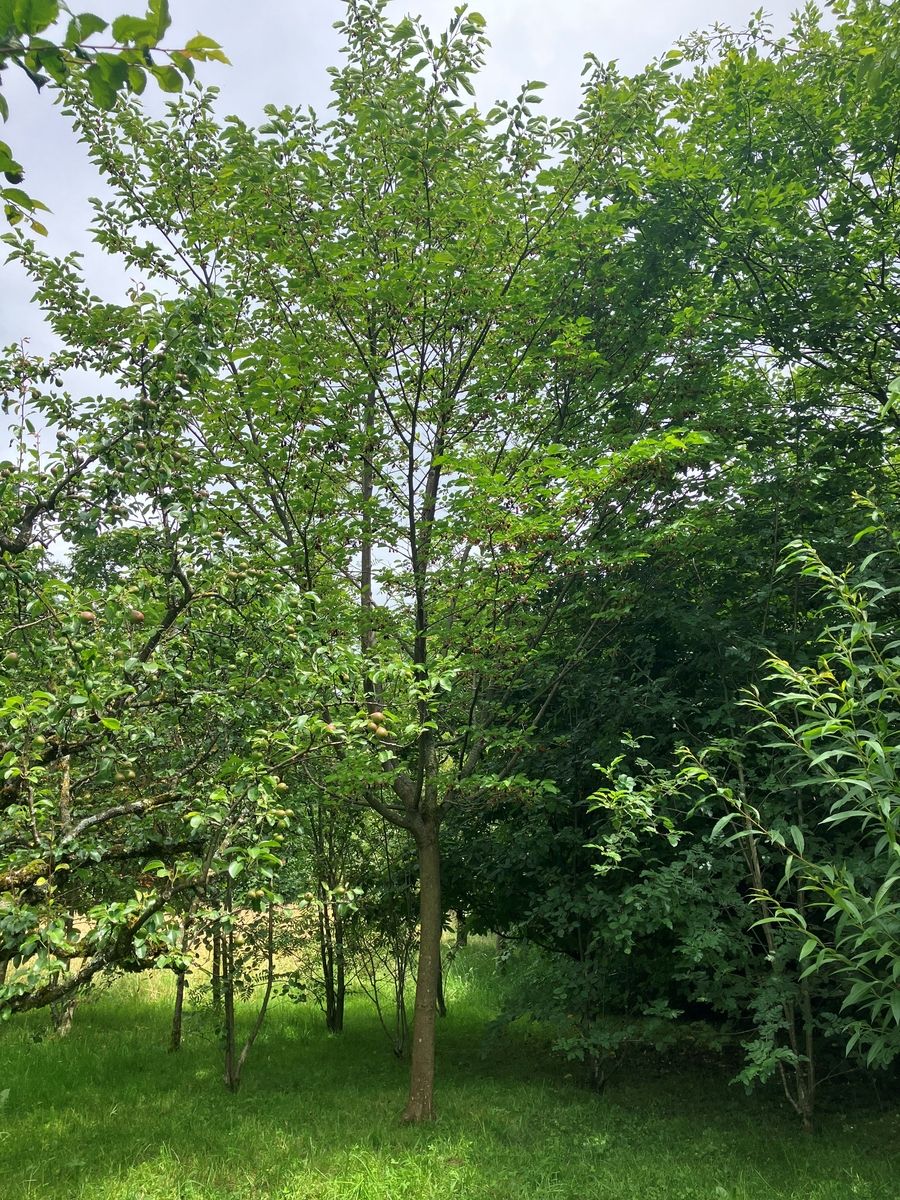 Schwarze Maulbeere Wellington