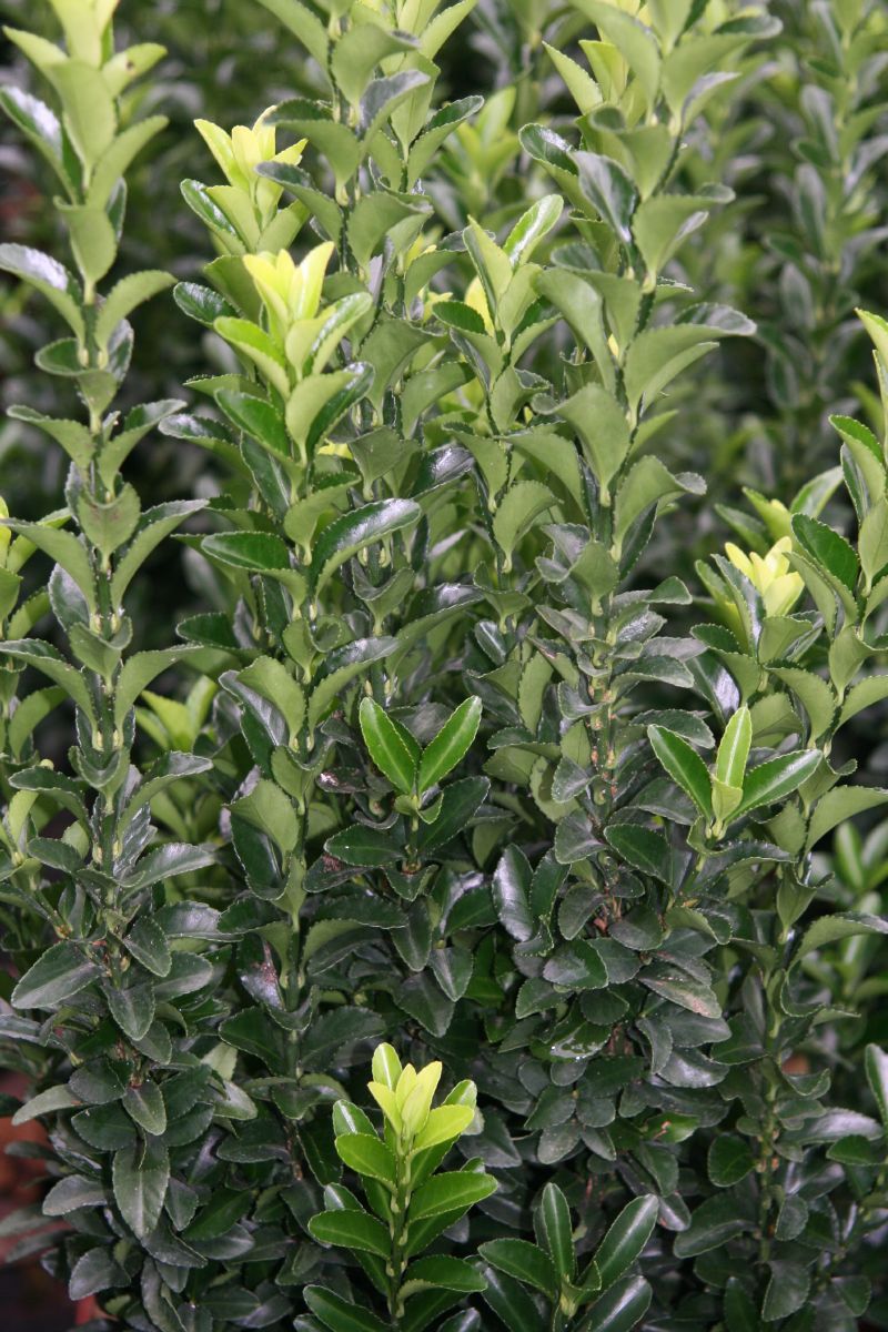 Japanischer Spindelstrauch Microphyllus
