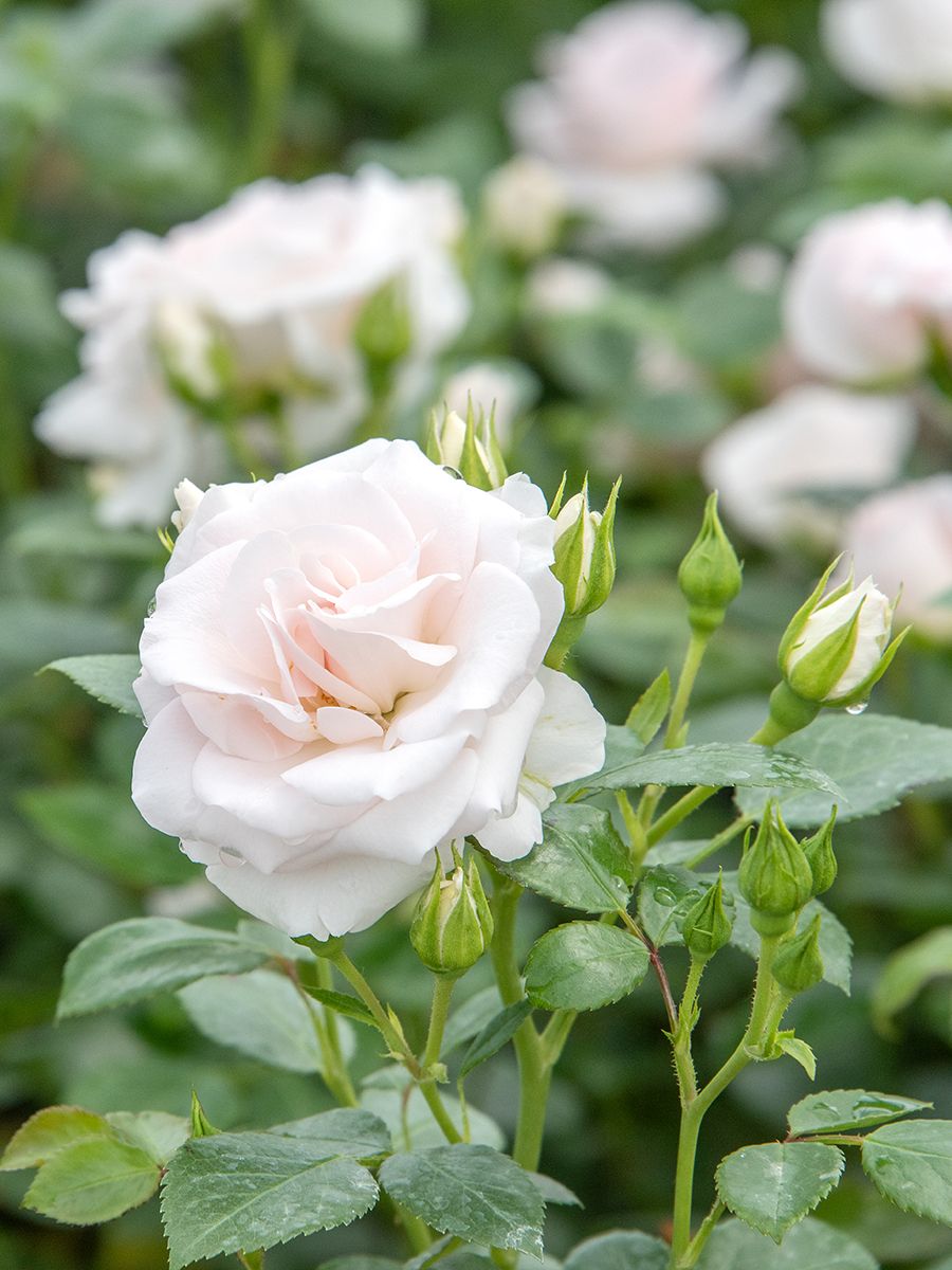 Aspirin Rose® ADR 1995 Beetrose (Floribundarose / Bodendeckerrose, anspruchslos)