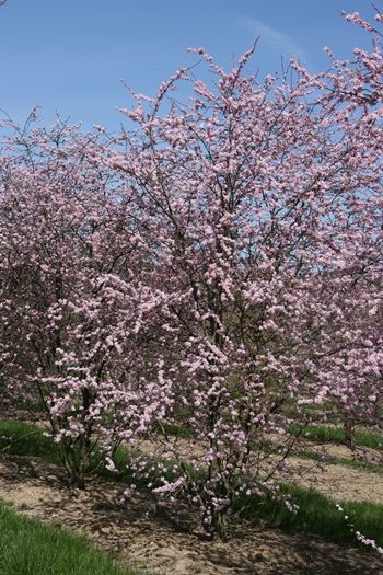 Rotblättriger Schlehdorn Rosea Rotblättriger Schlehdorn Rosea