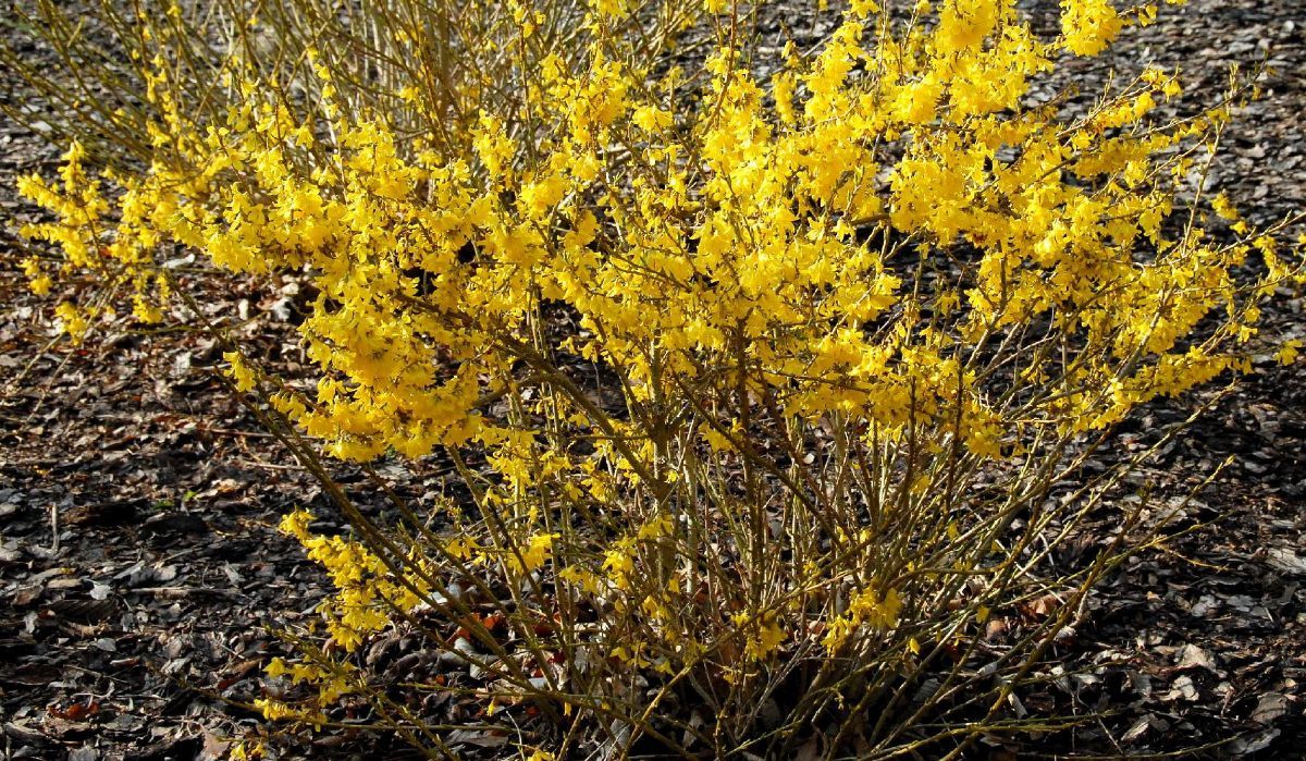 Zwergforsythie Marée d'Or Zwergforsythie Marée d'Or