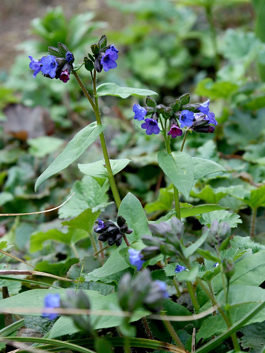 Lungenkraut Azurea