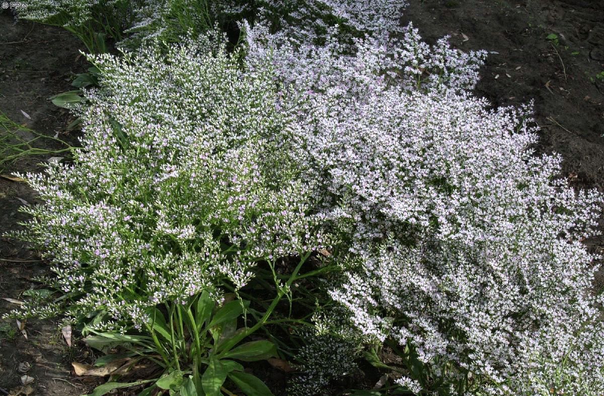 Statice, Strandflieder Statice, Strandflieder