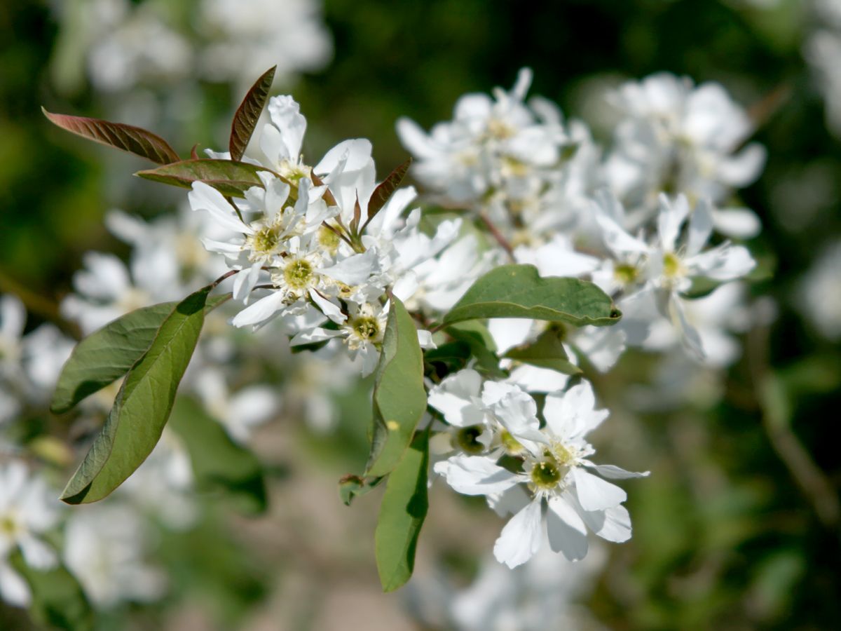 Perlbusch