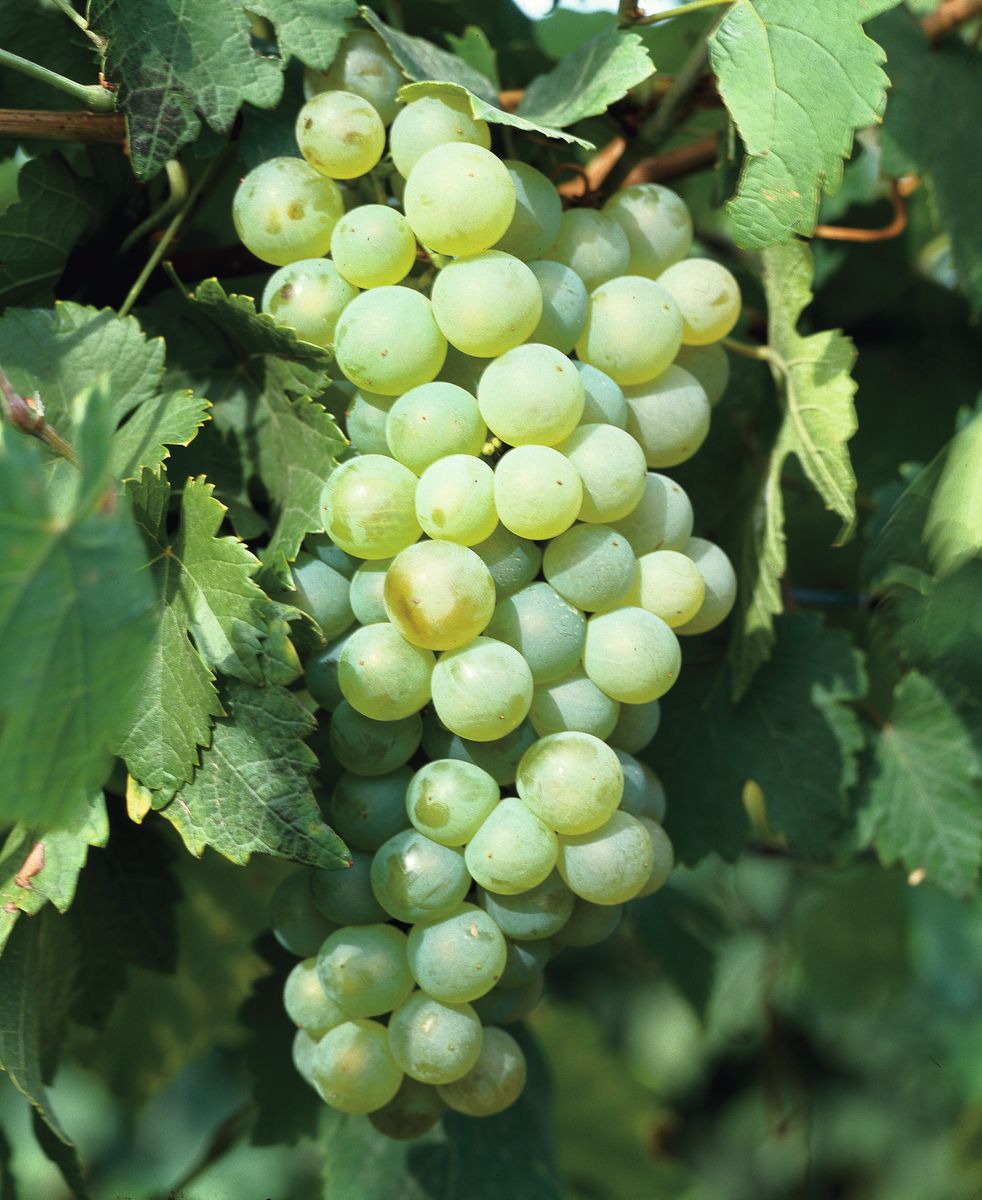 Weisser Gutedel/Chasselas Edelrebe