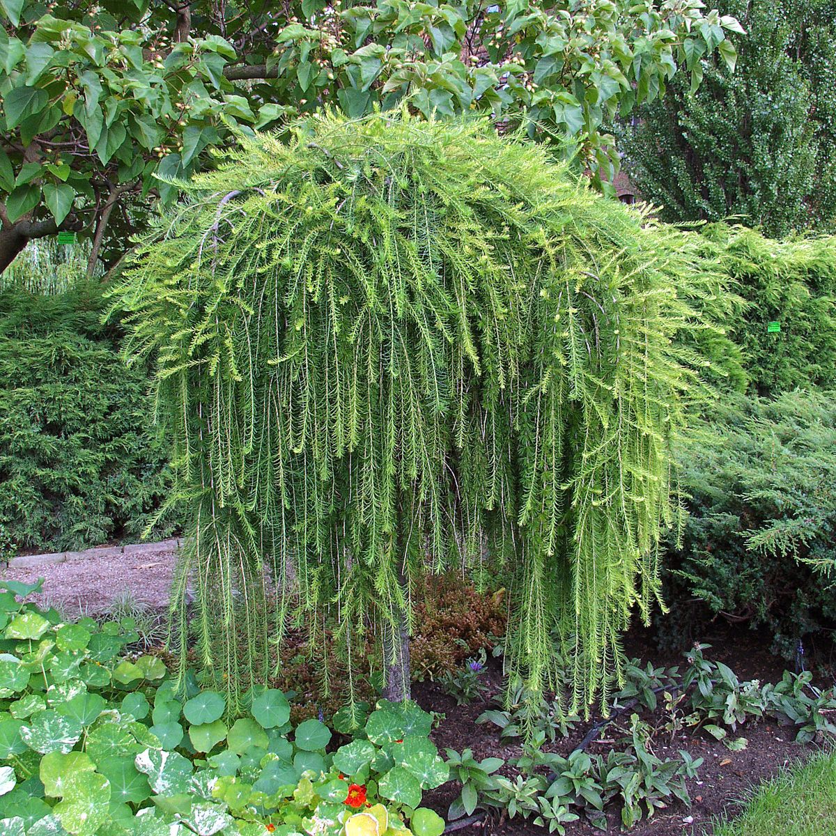 Hängelärche Hängelärche