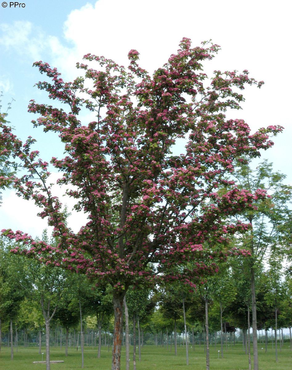 Echter Rotdorn  Paul’s Scarlet