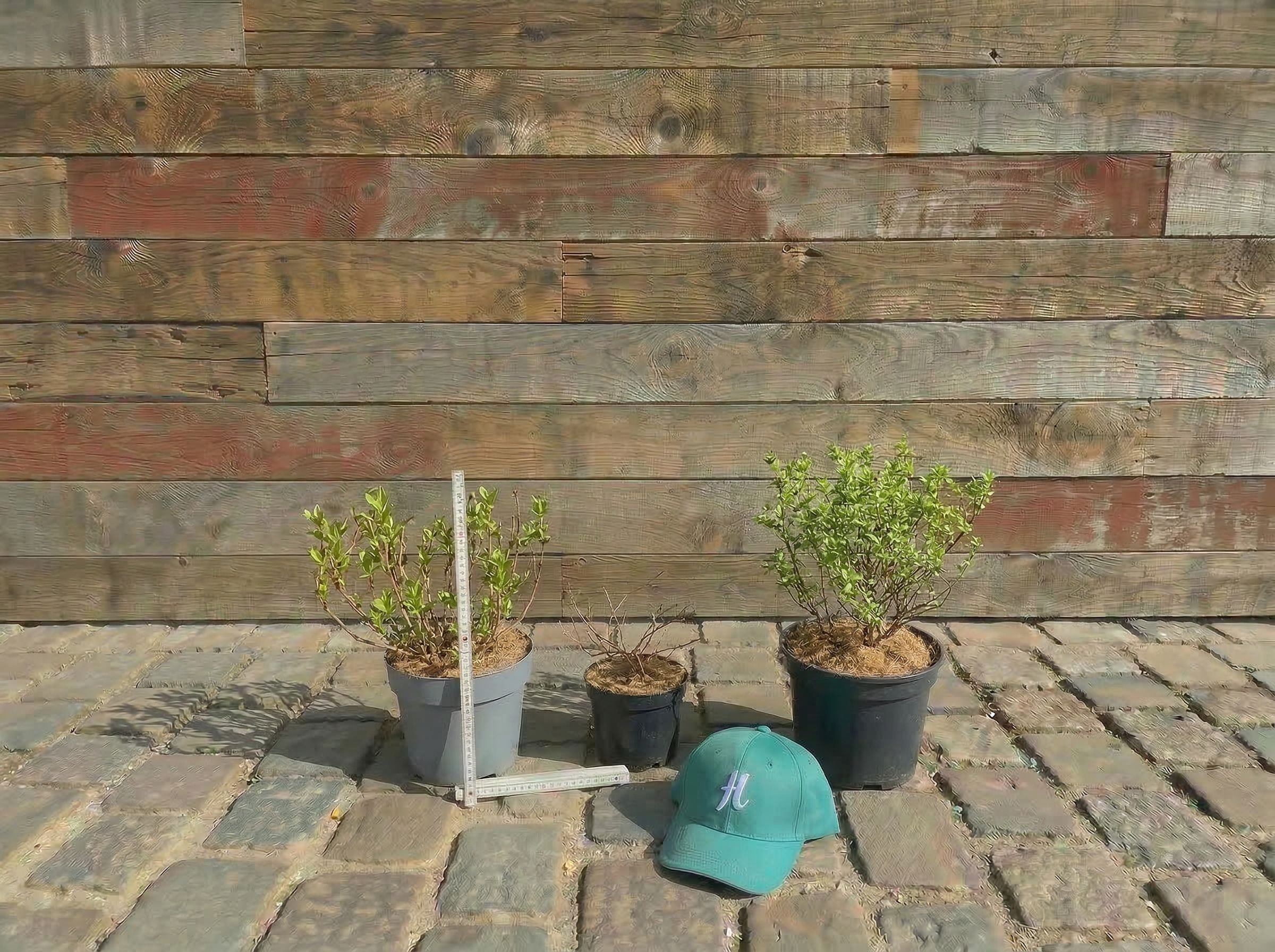 Blütensommer Gefässe