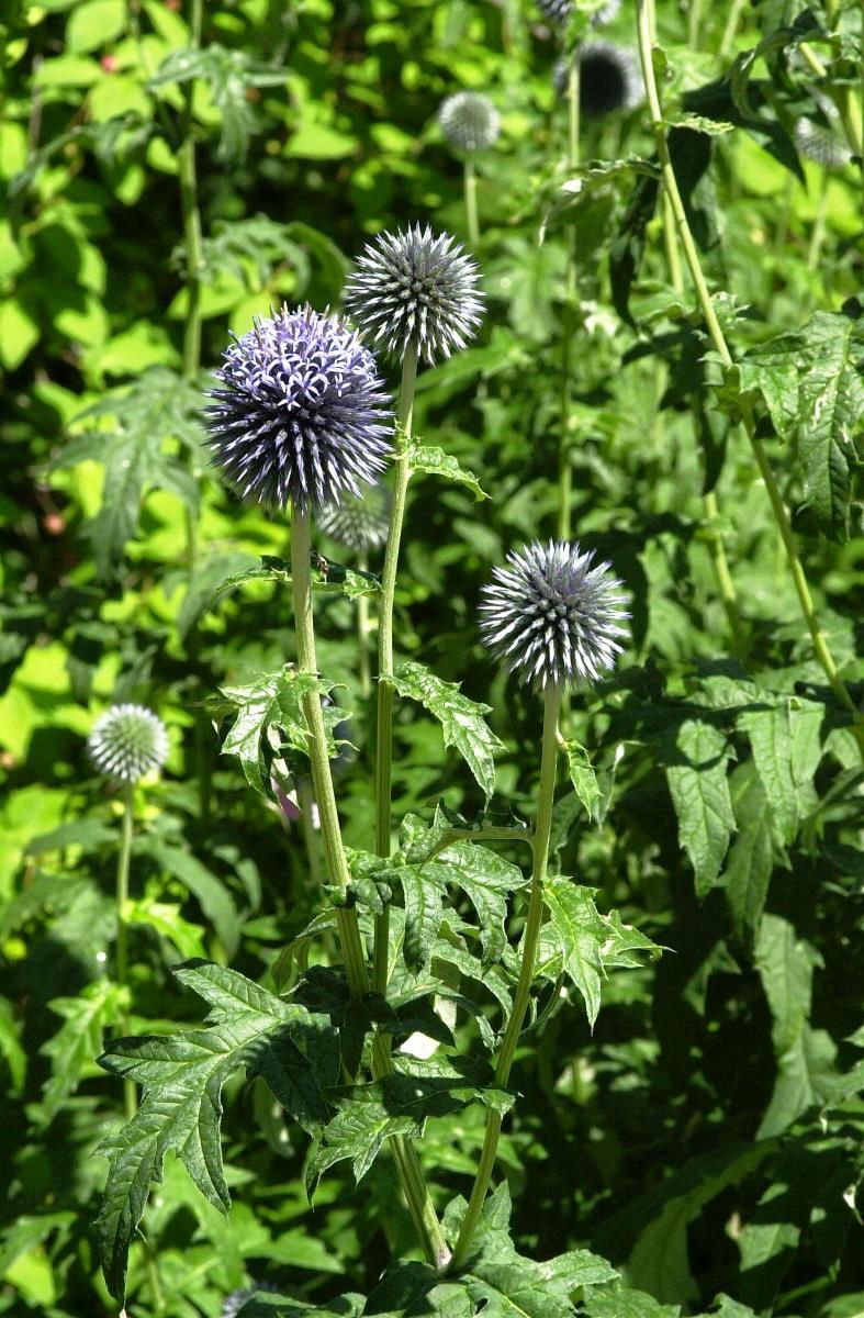Kugeldistel Blue Globe