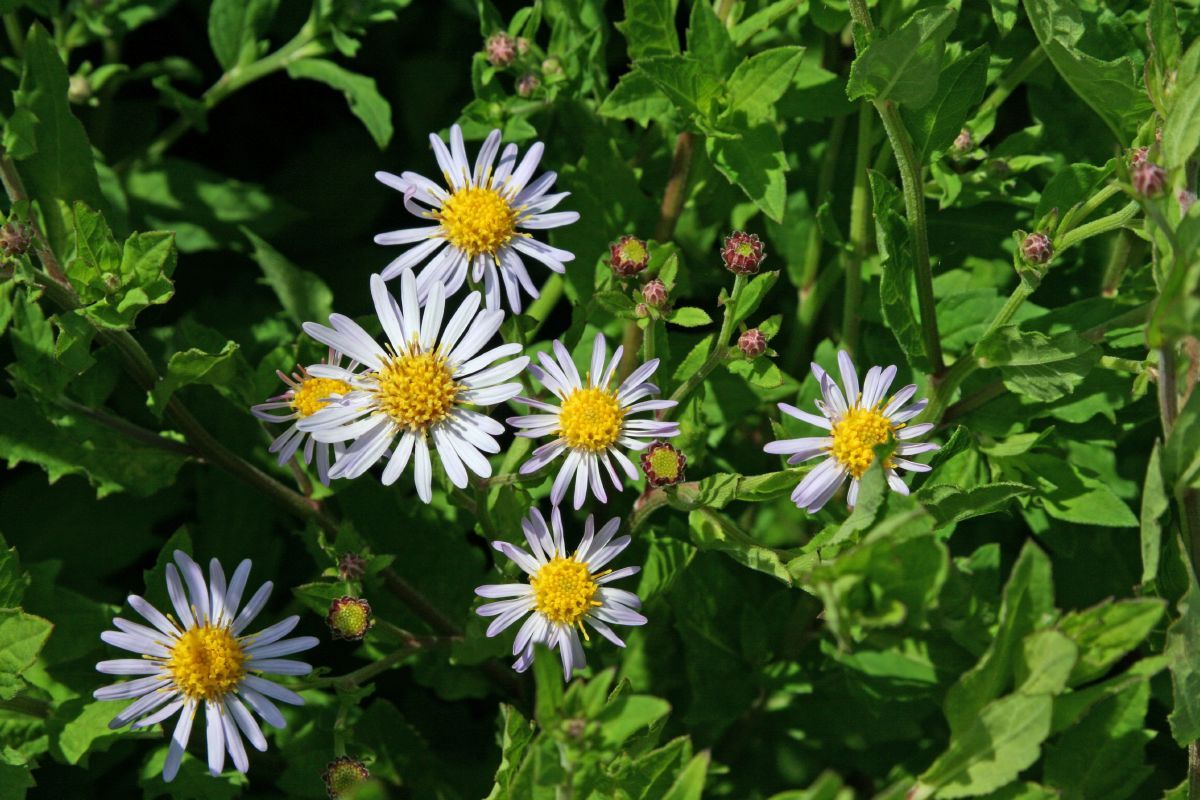Aster Asran