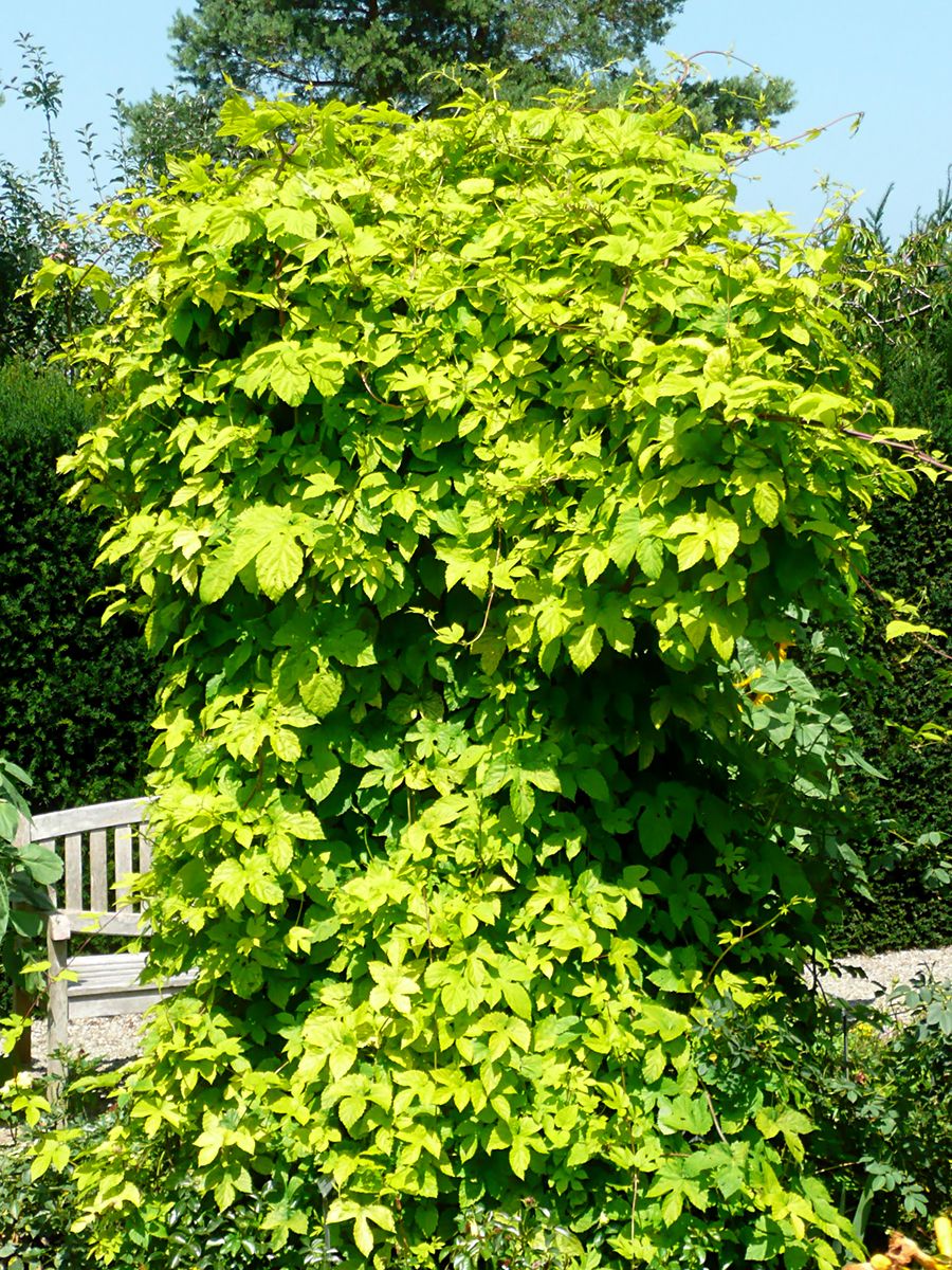 Gelbblättriger Hopfen Aureus
