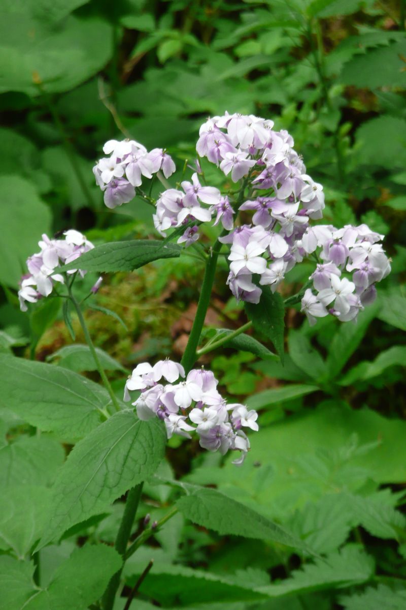 Mondviole, Ausdauerndes Silberblatt