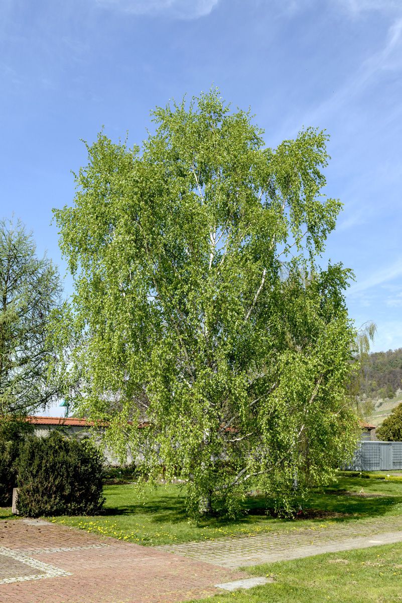 Weissbirke