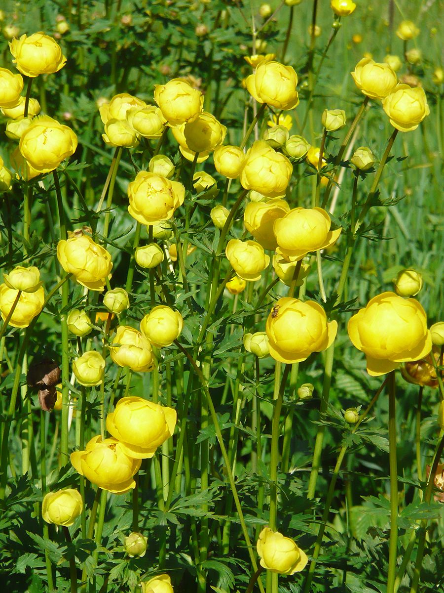 Europäische Trollblume
